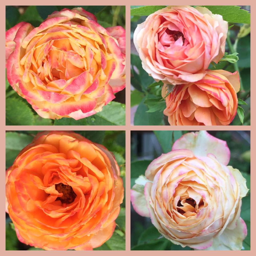 の画像 by Mの森さん | ベビーロマンティカとHTCと薔薇愛同盟と頑張れmisaさんと植中毒と頑張れななちちさんと花のある暮らしとMの森の薔薇2019とロザリアン