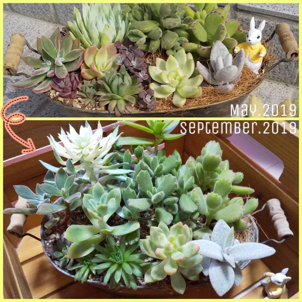 バルコニー/ベランダの画像 by 猫太郎さん | バルコニー/ベランダと多肉植物と 多肉いろいろと寄せ植えと大きくなりましたと好き♡と多肉女子と徒長とウサギと花のある暮らしと多肉初心者