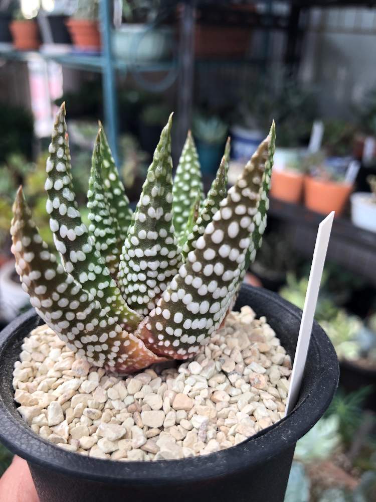 バルコニー/ベランダの画像 by TOMOさん | バルコニー/ベランダとシジマと多肉植物と硬葉ハオルチアと千葉県とマイコレクションとno green no lifeと虫退治と魅惑の硬葉‼︎
