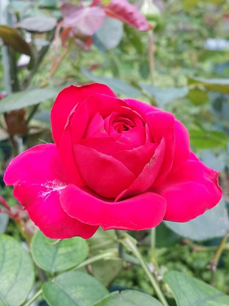 の画像 by 星白さん | ルージュピエールドゥロンサールと薔薇♪とばら バラ 薔薇