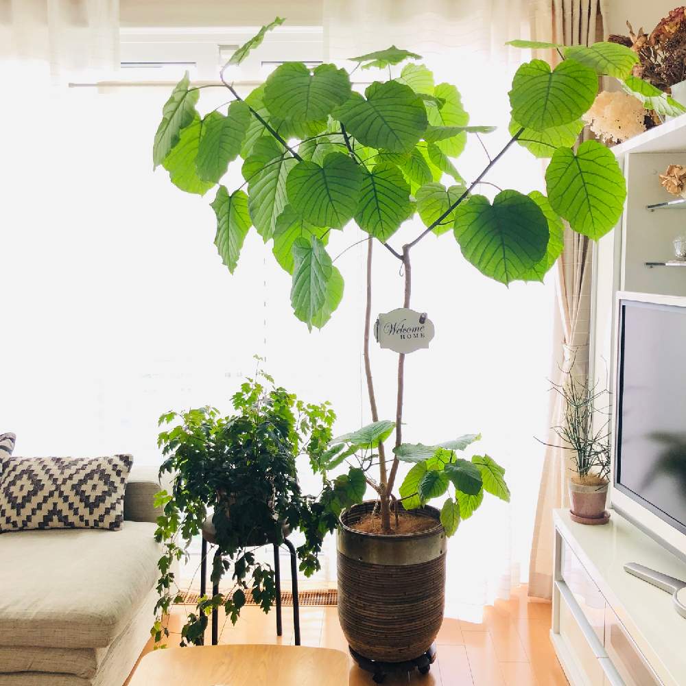 部屋の画像 by uni*さん | 部屋とウンベラータとエレンダニカとミルクブッシュと観葉植物とおうちジャングルとGS映えとGS日和とno green no lifeとつる性植物とウンベラータ♡︎ʾʾとGREEN UP!と枝垂れる植物中毒