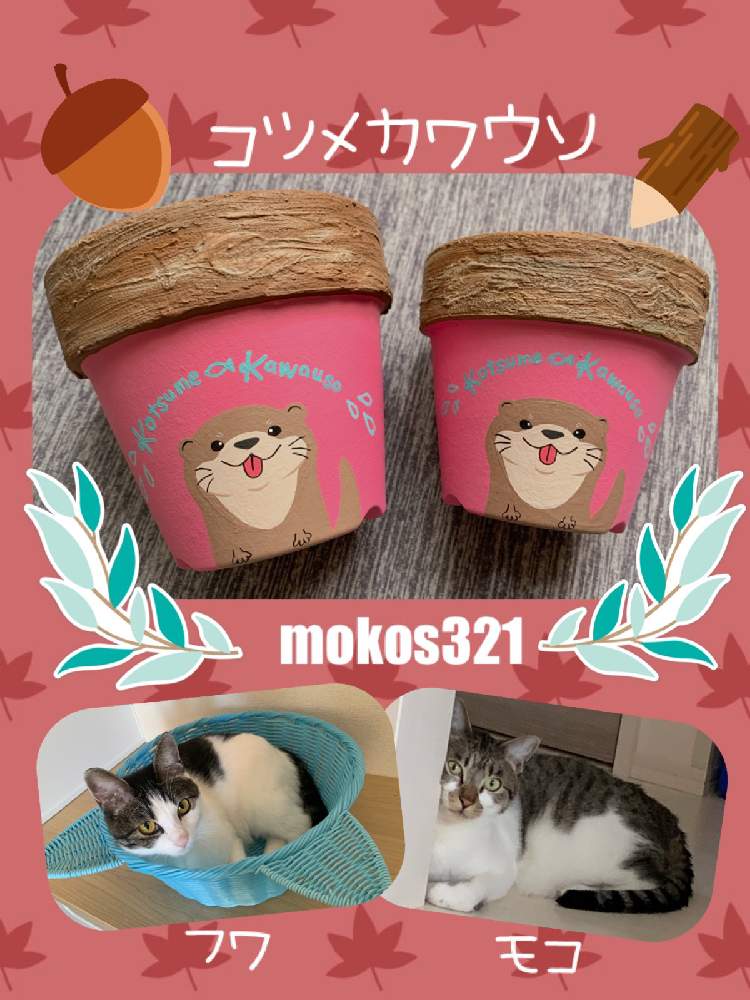 部屋の画像 by mokoさん | 部屋と新しい仲間とmoko鉢とお気に入り♡とmokoさん鉢とニヤニヤ( ̄∀ ̄)とリメ鉢とねこ愛が止まらないと目指せGS映えする鉢と愛猫とmoko's鉢とモコフワと自己満足の世界とハルさんファミリーとリメイク鉢