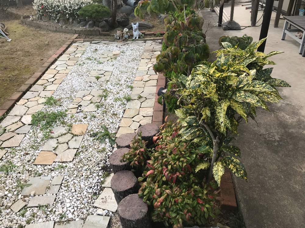 インテリアの画像 by ロエンさん | インテリアとオタフクナンテンと名前を教えて!