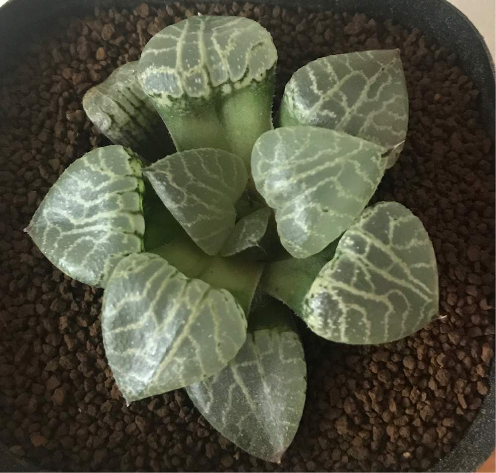 の画像 by (たぬ)キリンさん | たぬキリンと水晶101と多肉中毒と多肉植物とカッコいいとたぬの多肉とハオルチア属と癒しときれいとおきにいりと多肉女子とタニラーとうどん県の多肉と多肉棚とかわいいな♡と多肉狩りとぷっくり