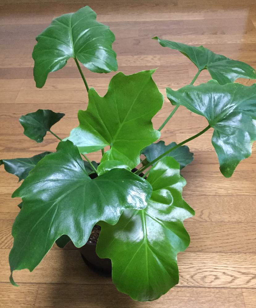 窓辺の画像 by うの花さん | 窓辺とセロームと観葉植物と緑のある暮らしとセローム.と成長早い