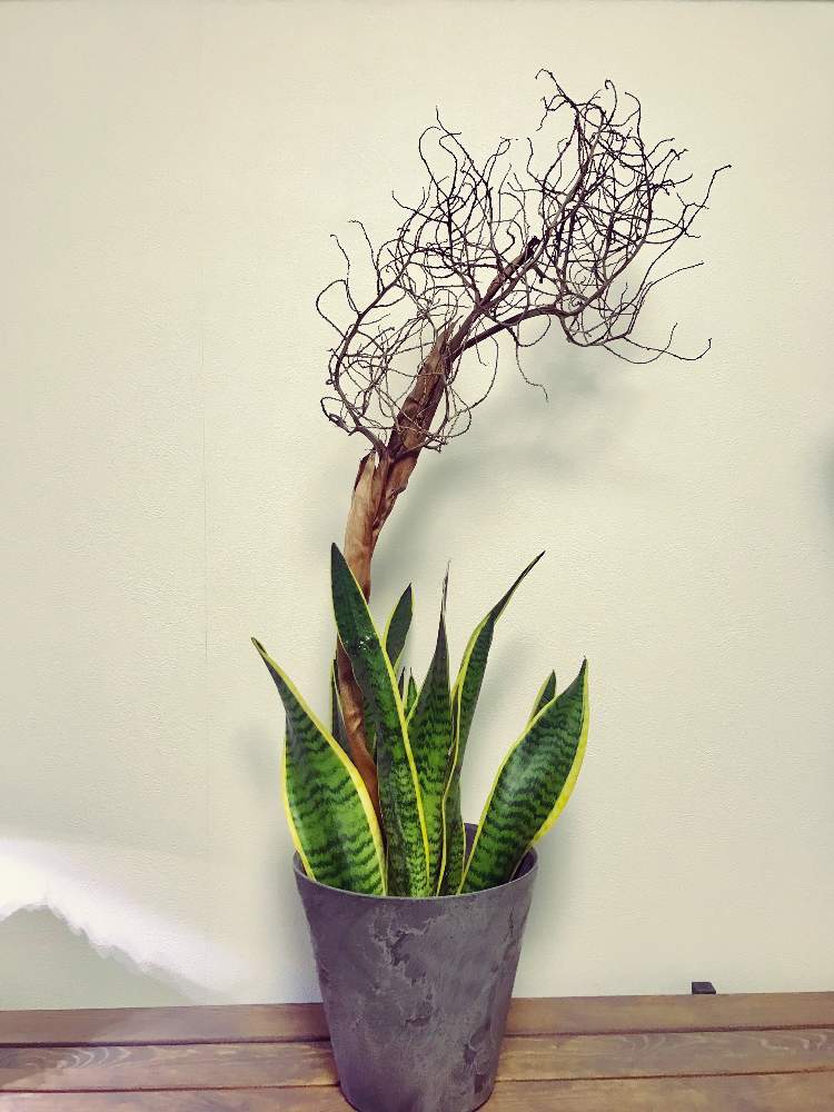 棚の画像 by サバニさん | 棚と観葉植物と男前植物とグリーンのある暮らしとグリーンインテリアとレイアウト とサンスベリア属と沖縄とベランダガーデンと緑のある暮らしとグリーンディスプレイとディスプレイと男前