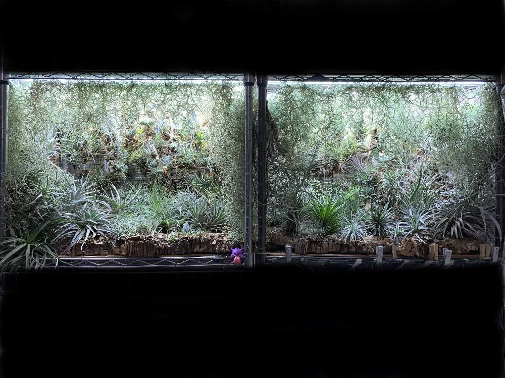 部屋の画像 by しゅんさん | 部屋と着生植物と観葉植物と植物のある暮らしと植中毒とチララックとエアプランツとエアープランツ/チランジア