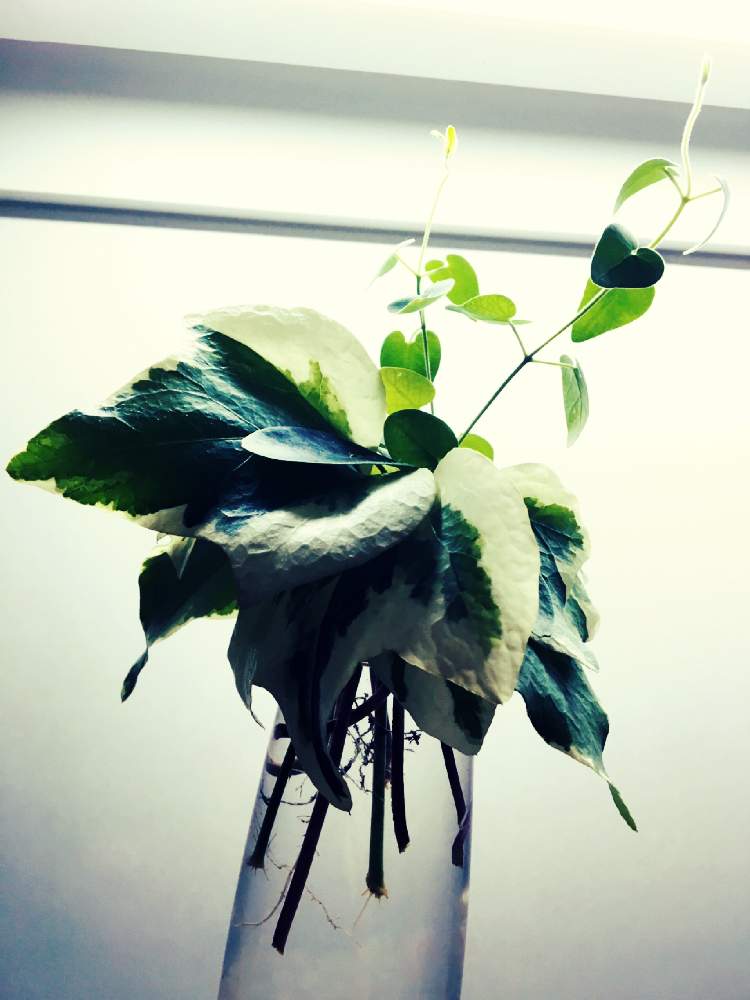 キッチンの画像 by fu~koさん | キッチンとカポックの根っこと観葉植物とグリーンライフ♡とWhat's出身とカポックちゃんと100均植物とグングン育て~♡