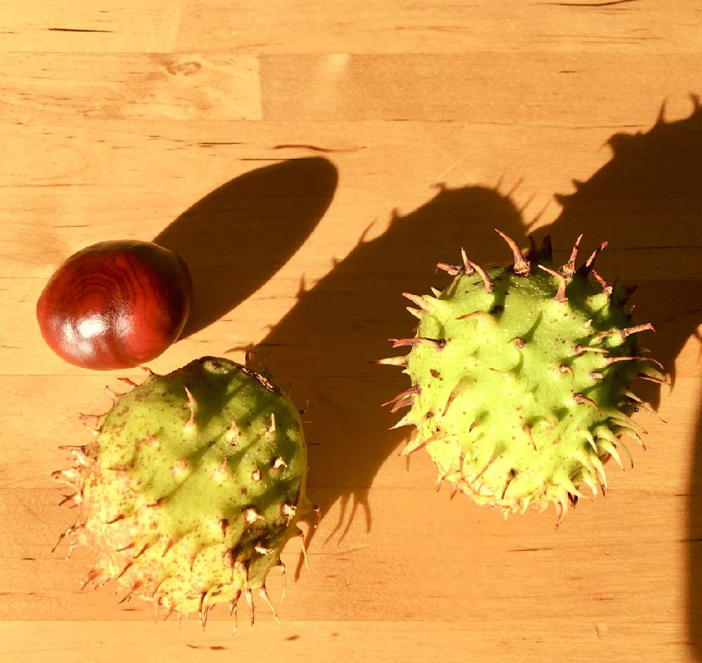 の画像 by Miyaさん | Horse chestnutとウマグリと自然と自然観察と植物のある暮らしと自然の癒し