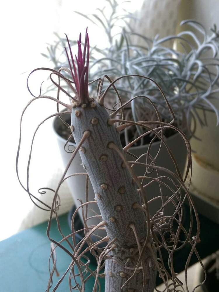 窓辺の画像 by はてはぁなさん | 窓辺とモンキーツリーと多肉植物と常緑低木と休眠からお目覚めですとカナリア諸島原産