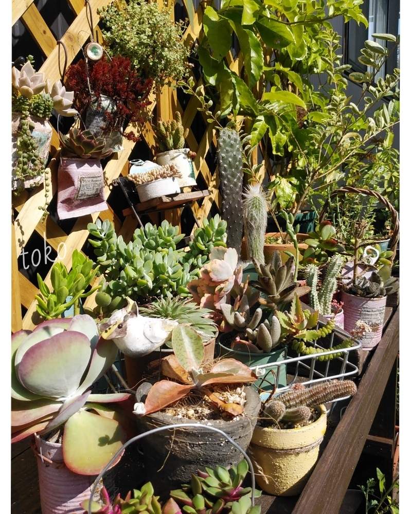 広い庭の画像 by とこさん | 広い庭とパッションフルーツと雷鳥と多肉植物と千葉県と北の大地北海道とマイガーデンと多肉のある暮らしと台風21号被災者応援と多肉植物とサボテンとリメ缶・リメ鉢と雑貨と紅葉楽しみとナチュラルスタイルとガーデニングと多肉寄せ植え