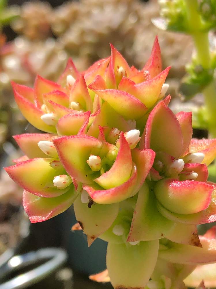 の画像 by よよよさん | 火祭りと多肉植物と岩手県と多肉の花と黒ニャンコ隊といつもありがとうと赤い多肉と我ら植中毒隊!と美しいと元気モリモリと紅葉多肉とタニラーとかわいいと地植え