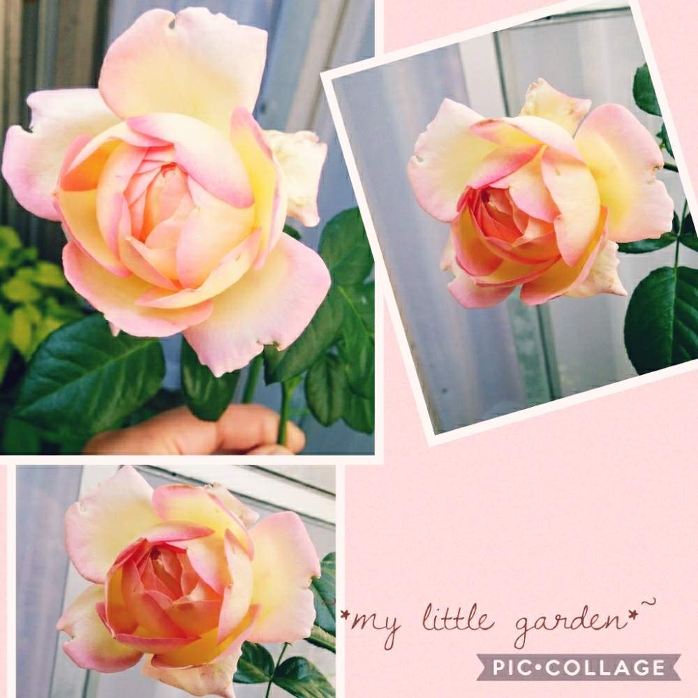 小さな庭の画像 by みけにゃんこさん | 小さな庭と薔薇♪と山形とバラ オーブと薔薇 オーブ