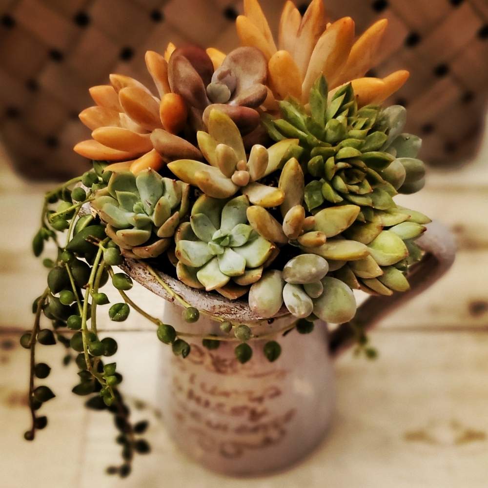 部屋の画像 by otanico.さん | 部屋と多肉植物寄せ植えと多肉女子と秋に作った寄せ植えフォトコンと多肉植物とリメ缶と多肉寄せ植えとオリジナル 鉢
