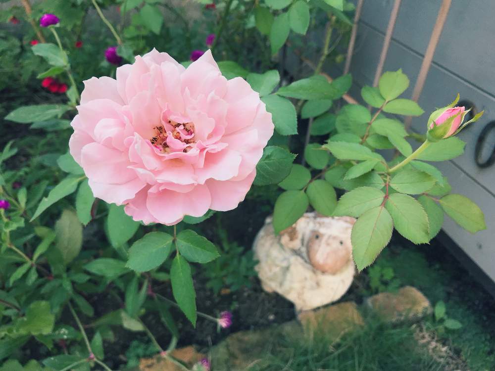 小さな庭の画像 by Half moon さん | 小さな庭と季節を楽しむとちいさな幸せ♡と薔薇のある暮らし♡と暮らしを楽しむと癒されると癒され風景とお庭の花たちと可愛いと私の庭と癒しのひと時