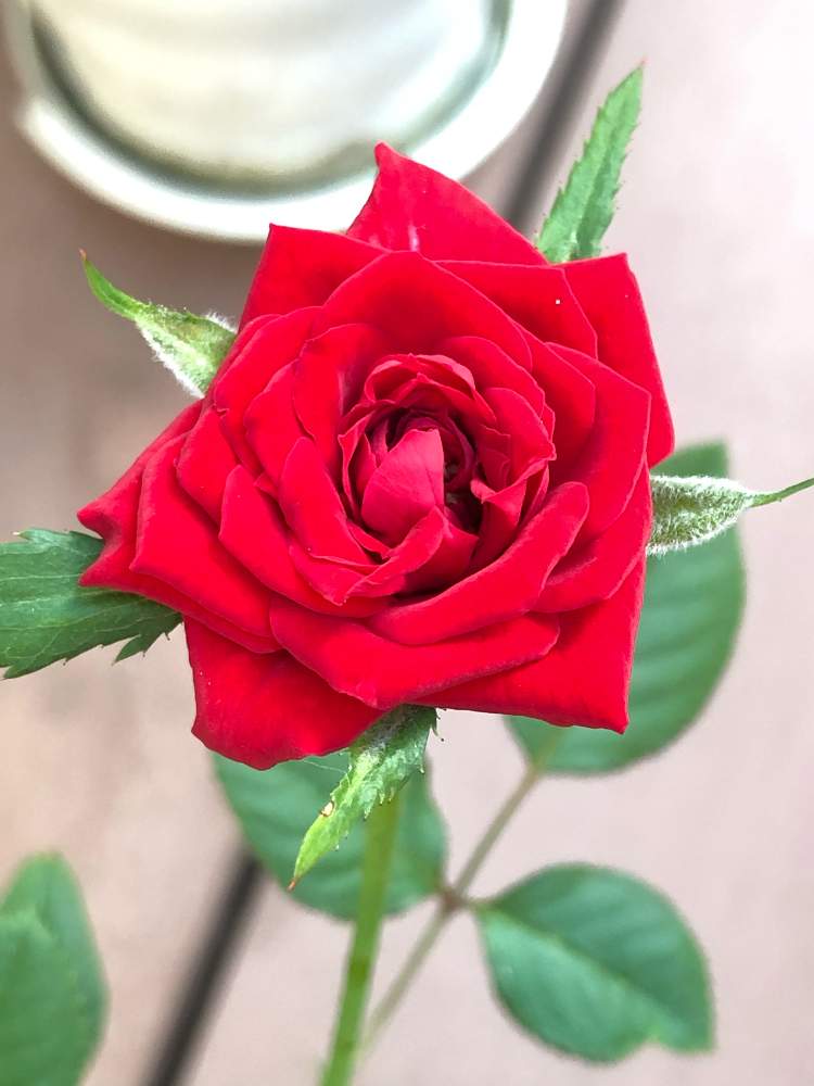 小さな庭の画像 by ヒゲさん | 小さな庭とミニ薔薇 名前不明と赤い花と花のある暮らしと色鮮やか
