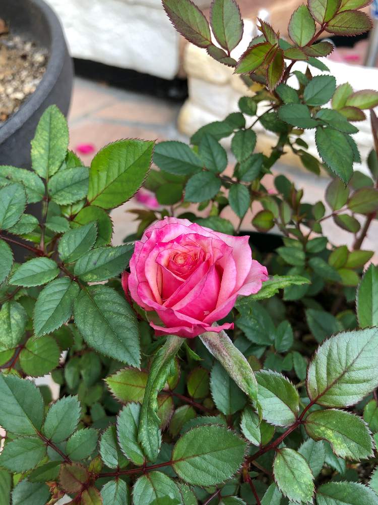 小さな庭の画像 by ルーンさん | 小さな庭とミニバラ タマラ・コルダナと秋の花と花のある暮らしと秋バラと趣味の園芸♡