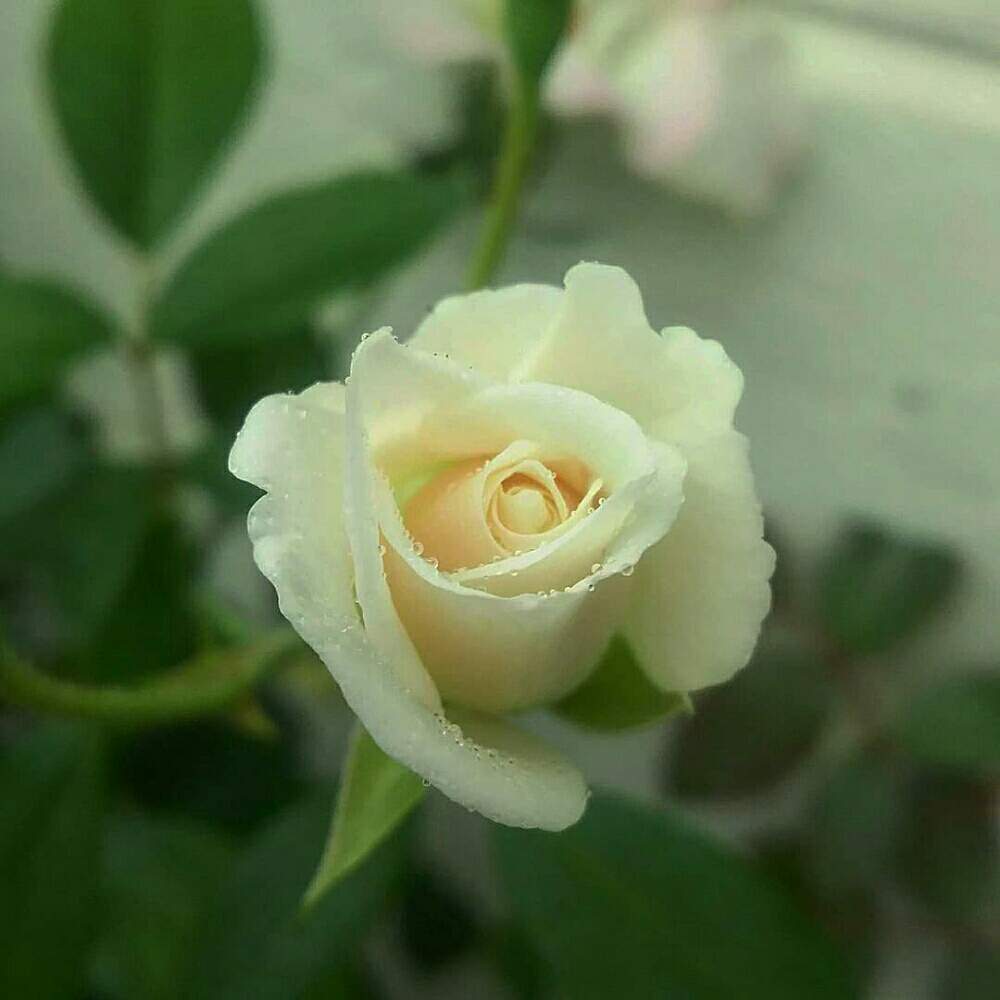 広い庭の画像 by キーコさん | 広い庭とアイスバーグとHTCと薔薇愛同盟と白い花が好きとバラのある暮らしと花のある暮らしとキーコ′s ガーデンとキュンキュン乙女倶楽部No.54