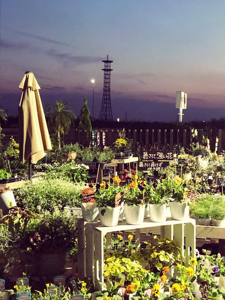 窓辺の画像 by コンテナガーデントマト園芸レイク店さん | 窓辺とビオラ・パンジーと寄せ植えと園芸店と入荷しましたと三日月とアレンジとトマト園芸と夕方と花のある暮らしと植え込みと生産直売とお店と夕方の庭。