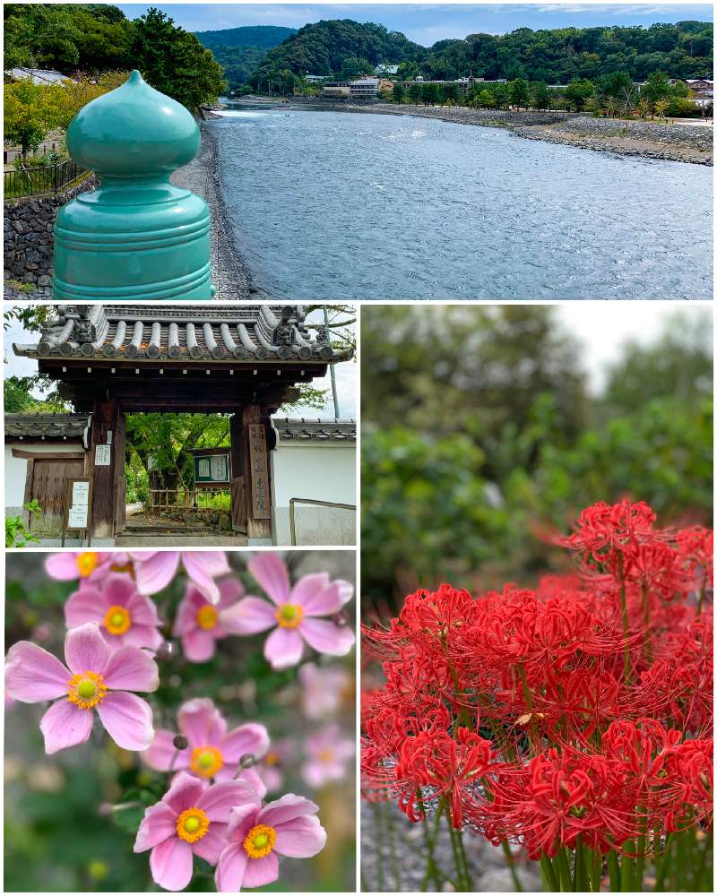 お出かけ先の画像 by *hirorin*さん | お出かけ先と秋明菊と彼岸花 曼珠沙華と宇治川と彼岸花 ❁と秋明菊☆と彼岸花とシュウメイギク ピンクと宇治とシュウメイギク⚪と恵心院と赤い彼岸花と京都と花のある暮らしと京都観光と宇治観光と京都の寺院とそうだ京都、行こう