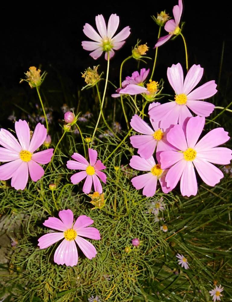 お出かけ先の画像 by こてきちさん | お出かけ先とコスモスとキュンキュン乙女倶楽部とピンクの花と満開とキレイ☆と小さい秋と元気と会員番号No.236と花のある暮らし