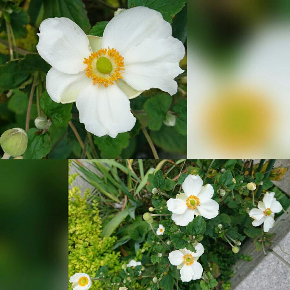 お出かけ先の画像 by SILVIAさん | お出かけ先とシュウメイギクときぶねぎくと公園広場と花壇とイチリンソウ属と散歩とキンポウゲ科と花のある暮らしとぼたんきぶねぎく