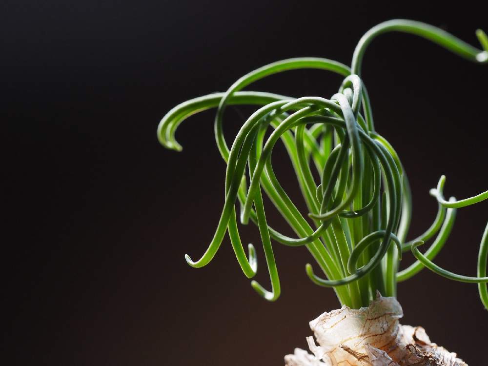 部屋の画像 by Tenさん | 部屋とアルブカ スピラリス フリズルシズルと植物のある暮らしとファインダー越しの私の世界とTen’sケープバルブとアルブカ属と多肉植物のある暮らしとケープバルブと職場の撮影ポイントと成長記録とアートなTen写と珍奇植物と葉っぱアートと球根植物とビザールプランツとクルクルとTen’sバルブ