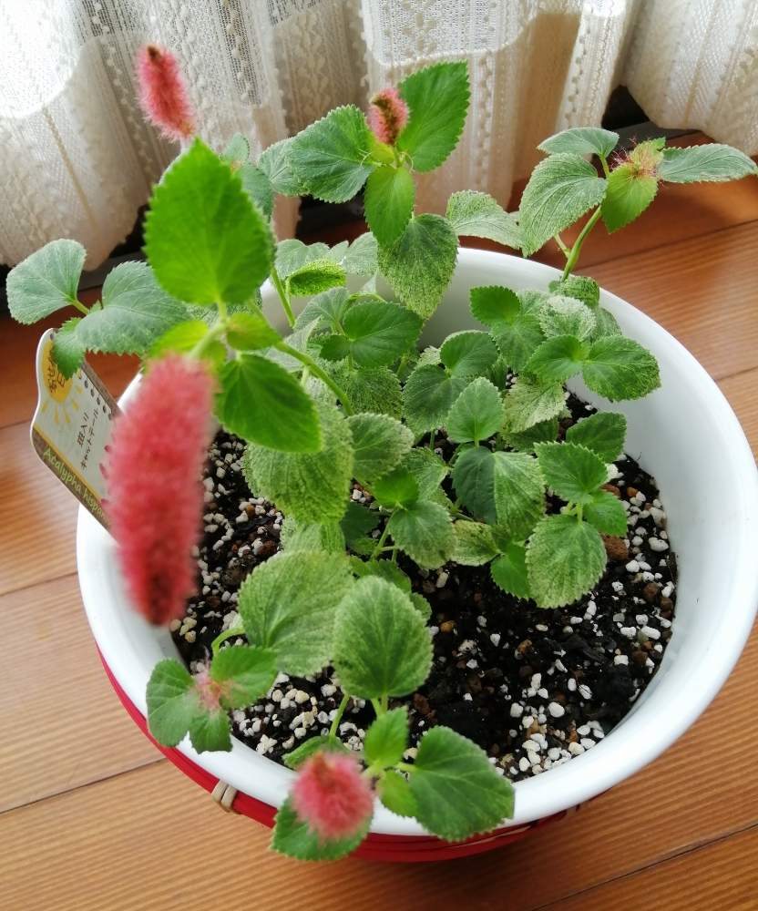 階段/廊下の画像 by erinさん | 階段/廊下と斑入りキャットテールと観葉植物が大好きと観葉植物とキャットテール!と鉢植えと処分価格と花のある暮らし