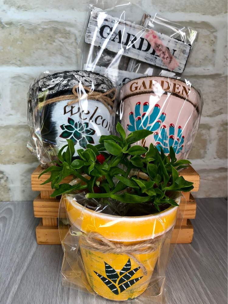 の画像 by よよよさん | 多肉植物と岩手県と黒ニャンコ隊と素敵便といつもありがとうとリメ鉢と我ら植中毒隊!とタニラーとかわいい