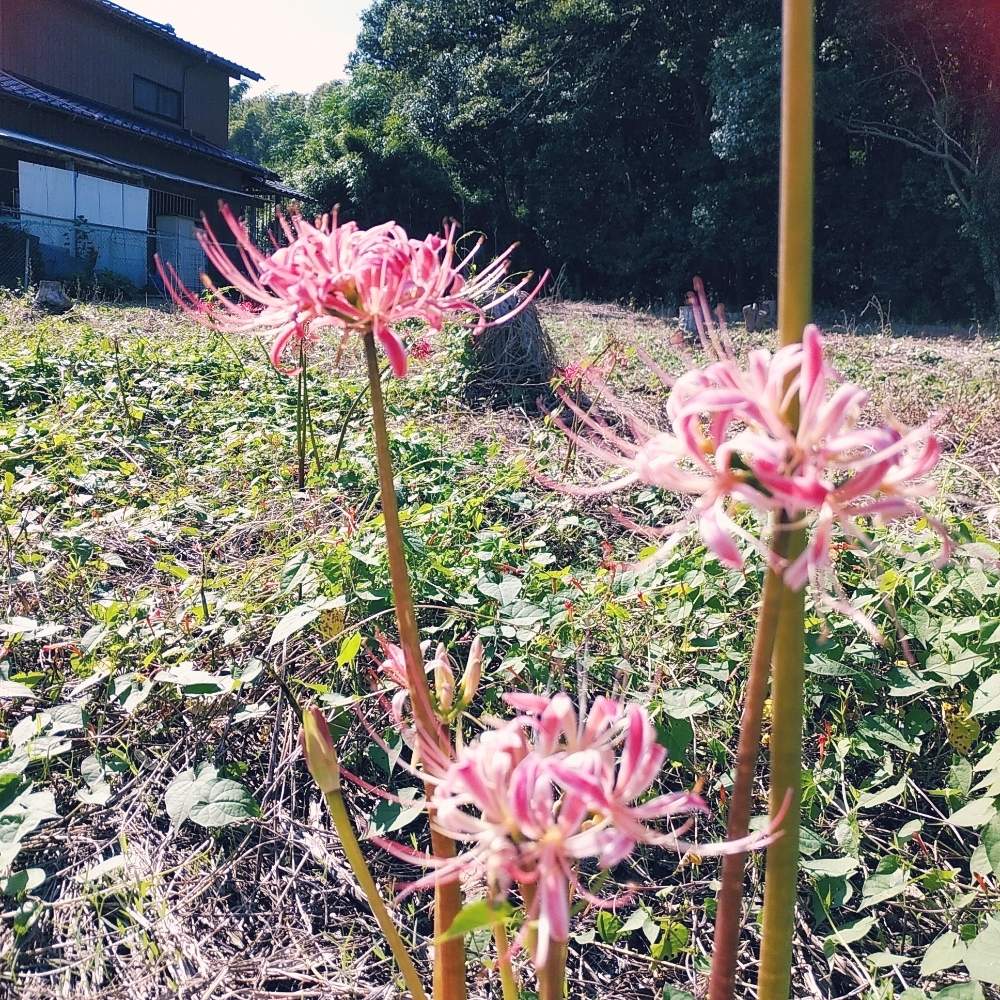 お出かけ先の画像 by ☆ゆうこ☆さん | お出かけ先と彼岸花 曼珠沙華とピンクの花と通り道と悲しとまた来年も咲いてね!と花のある暮らし