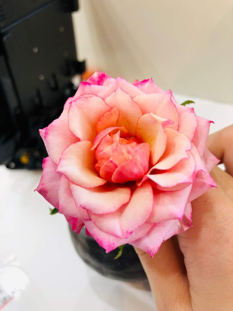 小さな庭の画像 by ルーンさん | 小さな庭とミニバラ タマラ・コルダナと秋の花と花のある暮らしと秋バラと趣味の園芸♡