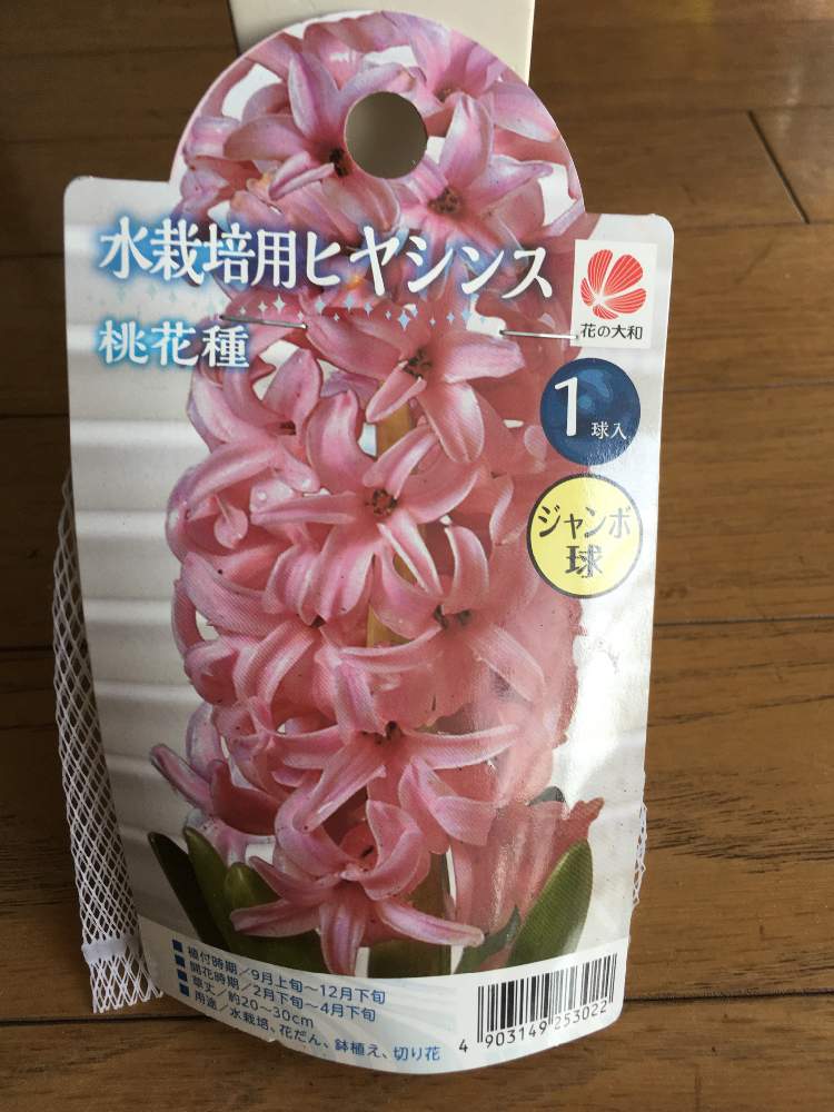 部屋の画像 by モジャ子さん | 部屋とヒヤシンス 水耕栽培とお花大好き♡とピンクの花と植物だいすきとヒヤシンス球根と楽しみと花のある暮らしとかわいいな♡