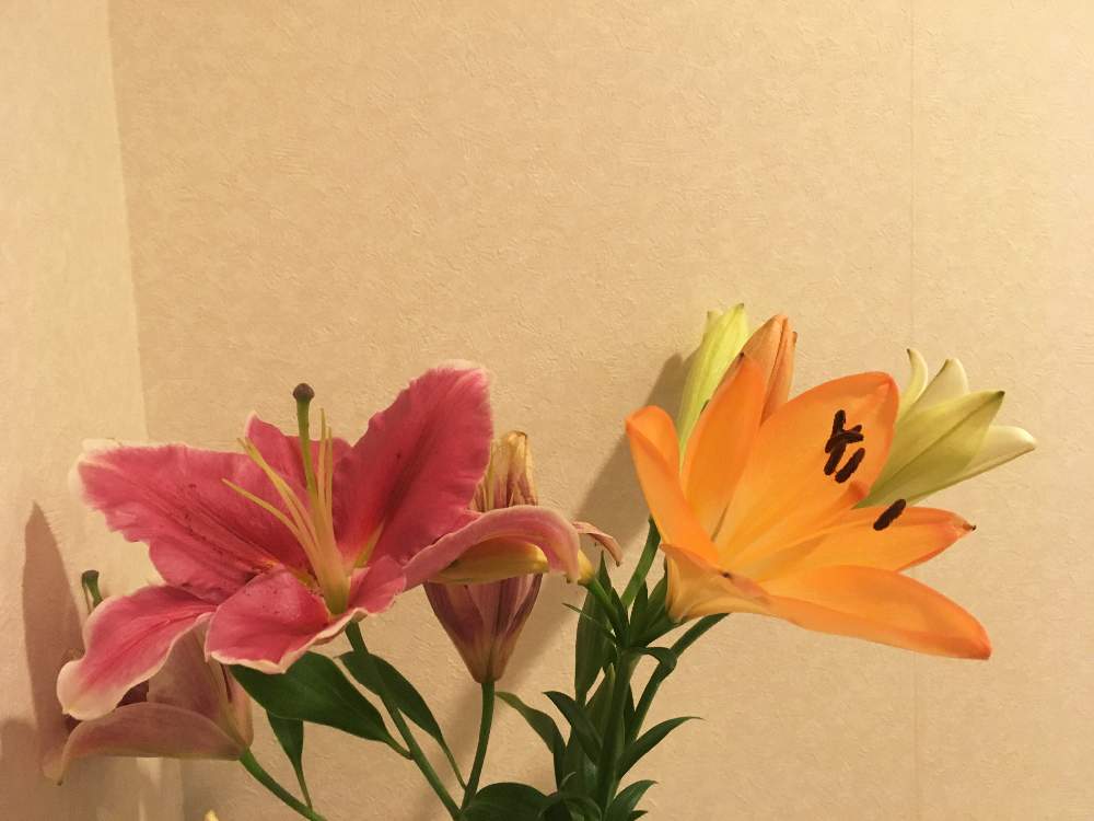 玄関の画像 by kapieさん | 玄関と初心者と切り花を楽しむと花のある暮らしと切り花とユリの花とソルボンヌとスカシユリ!
