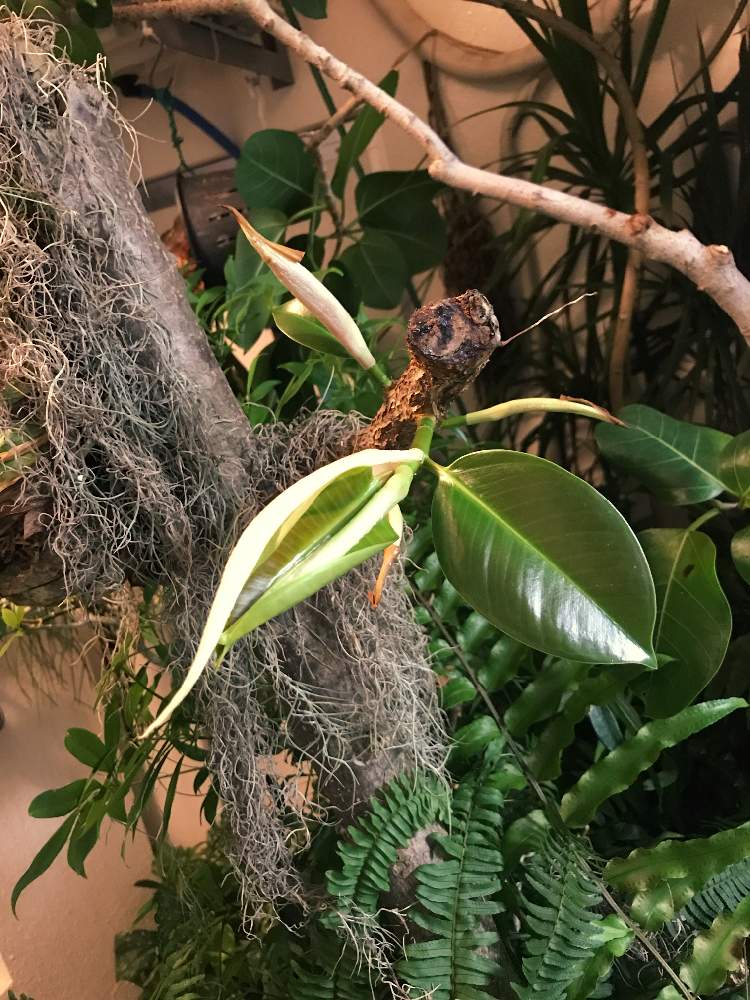 の画像 by サバニさん | 名前を教えて!と観葉植物と男前植物とグリーンのある暮らしとグリーンインテリアとレイアウト と沖縄とベランダガーデンと緑のある暮らしとフィカス属とグリーンディスプレイとディスプレイと男前