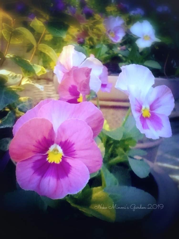 広い庭の画像 by 猫みんみさん | 広い庭とパンジーとみどりのある暮らしと植物のある暮らしと寄せ植えと夜の園芸と花のある暮らし