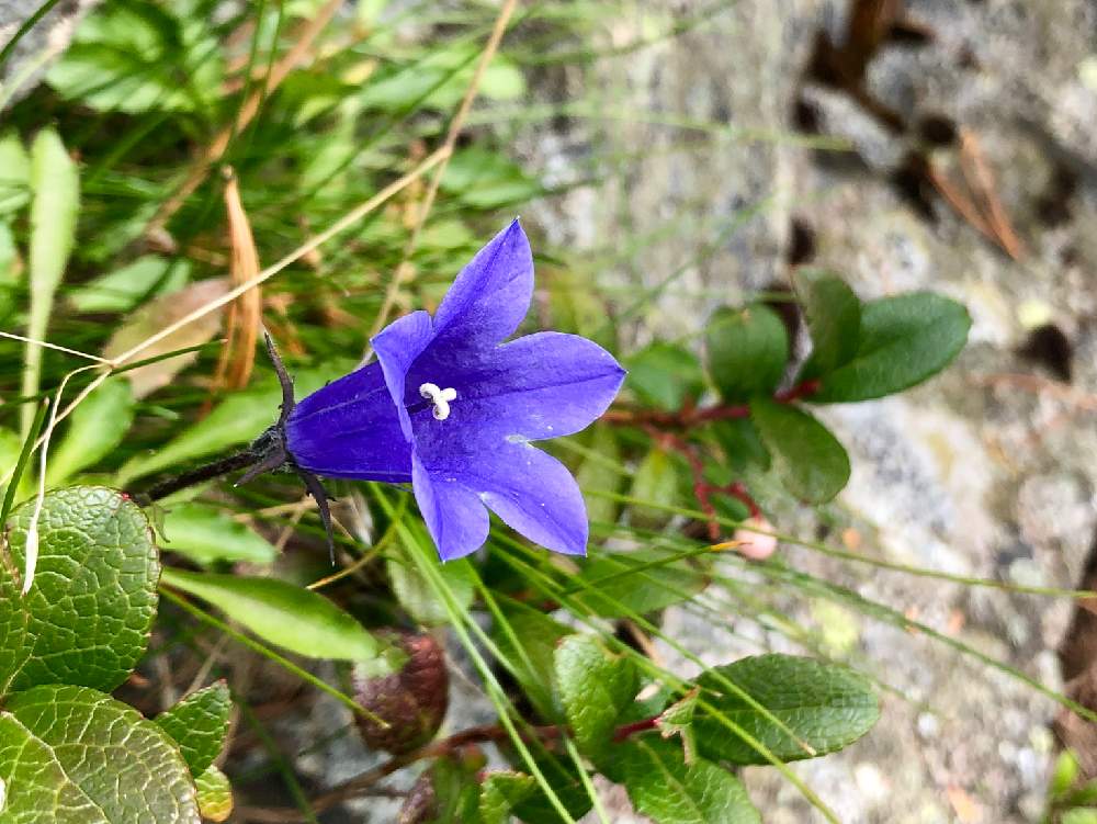 お出かけ先の画像 by ふぇるめーる さん | お出かけ先とイワギキョウとムラサキの花と山野草と立山連峰と花のある暮らしとキキョウ科