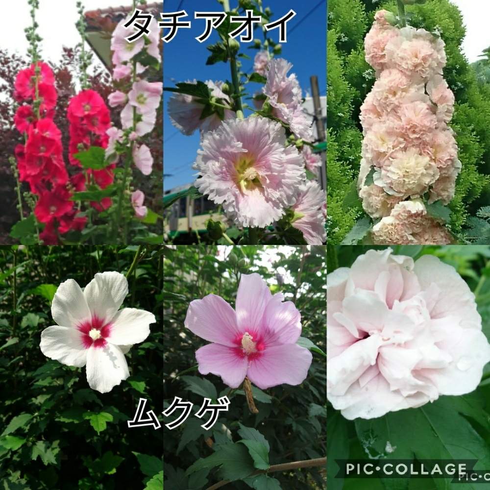 の画像 by トリトンさん | ムクゲとタチアオイとホリホック(タチアオイ)とタチアオイ八重と八重咲きムクゲ