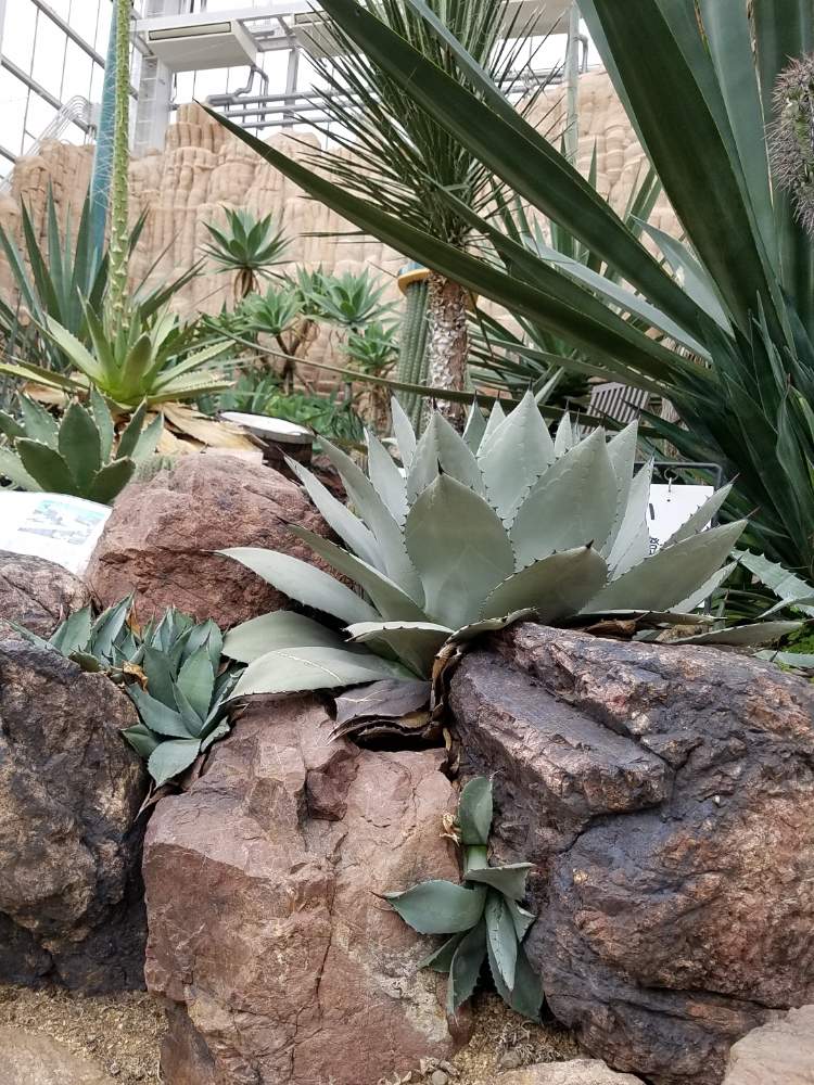 お出かけ先の画像 by えいきち×GARDENさん | お出かけ先と東山植物園と露地植えとGS永ちゃん部とアガベあるあるとアガベ族(笑)とおきにいりといやし♪とアガベ属