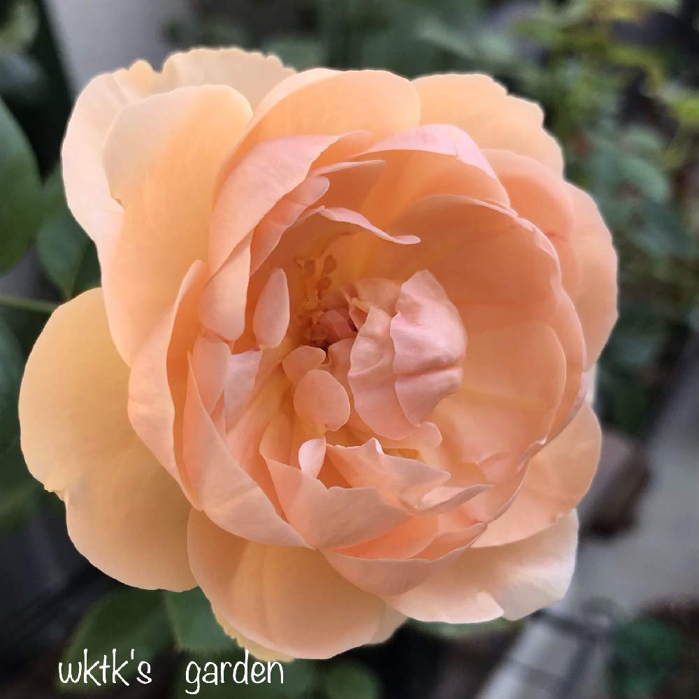 小さな庭の画像 by wktkさん | 小さな庭とアンブリッジ・ローズとばら バラ 薔薇と薔薇愛同盟と薔薇好きと薔薇に魅せられてと挿し木とバラと夢CLUBと鉢植えとバラが好きと薔薇♪とバラ・ミニバラとDAVID AUSTIN ROSESと香りのバラとiPhone撮影