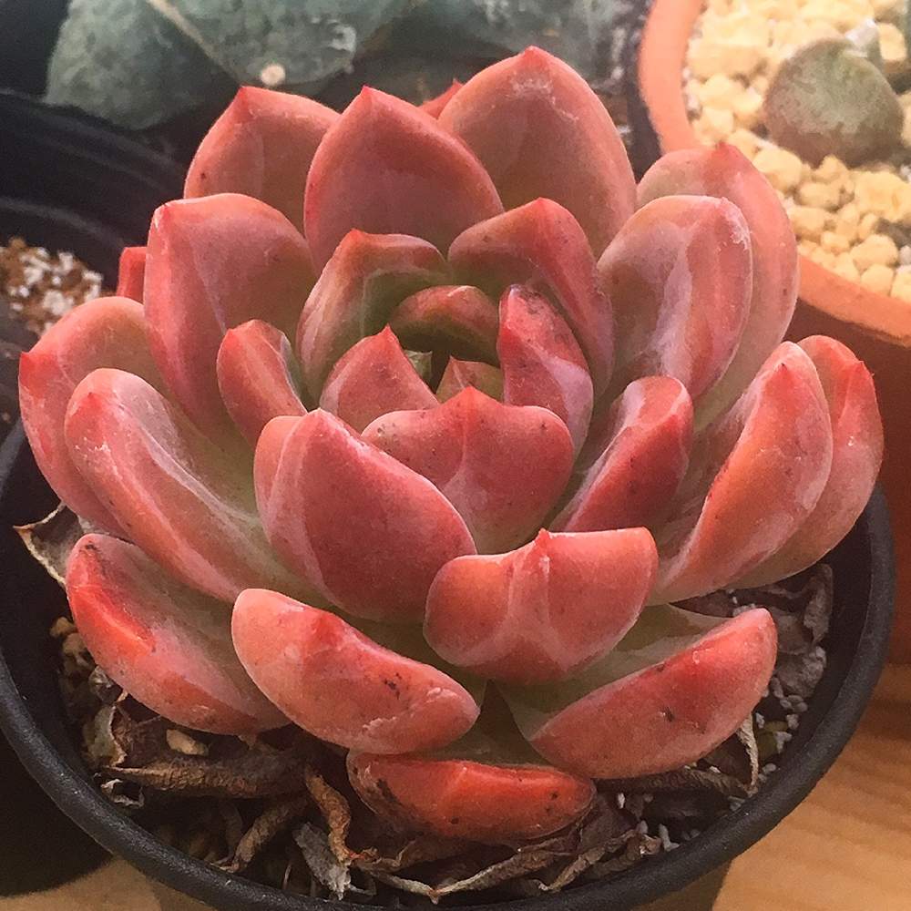 お出かけ先の画像 by angeloさん | お出かけ先と名前を教えて!と多肉植物とミックスベリアとangelo succulentと可愛い多肉とエケベリアピンクと高級多肉植物とハオルチア属と丸中植木園と初心者多肉と多肉イベントと多肉屋とインスタグラム angeloと相談と多肉植物とサボテンとアンジェロ多肉とcute succulentと珍しい多肉植物と多肉交配種とEcheveriaとangeloとsucculent