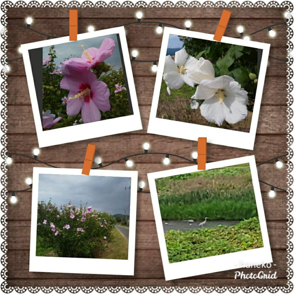 お出かけ先の画像 by はねこさん | お出かけ先とムクゲと沢山咲いた!と川沿いの花*花とピンクのお花と花のある暮らしとしろいはなとお散歩にて