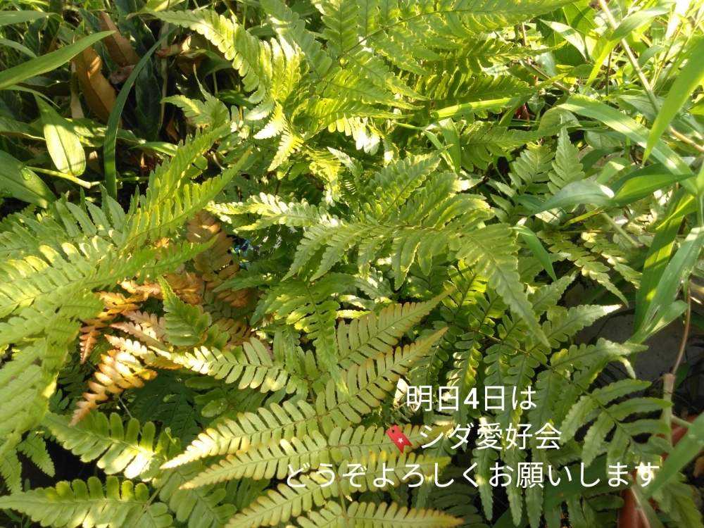 小さな庭の画像 by きゅうちゃんさん | 小さな庭と観葉植物と普及シダを愛でる会とシダ師匠とシダ愛好会