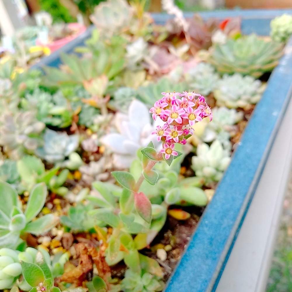 小さな庭の画像 by ちこりんさん | 小さな庭と多肉植物とHTCとそろそろ秋とネコ好きとバラと夢CLUBと多肉女子とたに倶楽部と花のある暮らしとHTC社員とモミジアオイ♡とげんき!と高千穂☺︎と高千穂*とクラッスラ属