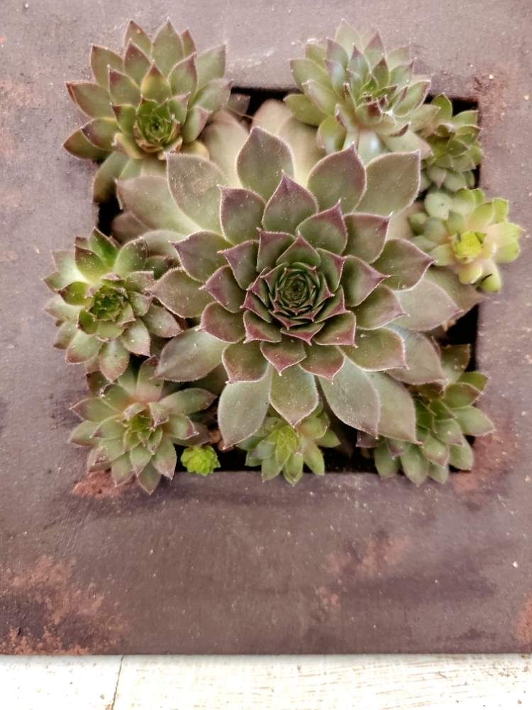 インテリアの画像 by otanico.さん | インテリアとセンペルと多肉植物と多肉植物寄せ植えと秋に作った寄せ植えフォトコンと多肉女子と多肉寄せ植えとリメイク鉢とちまちま寄せとオリジナル 鉢とミルクペイント