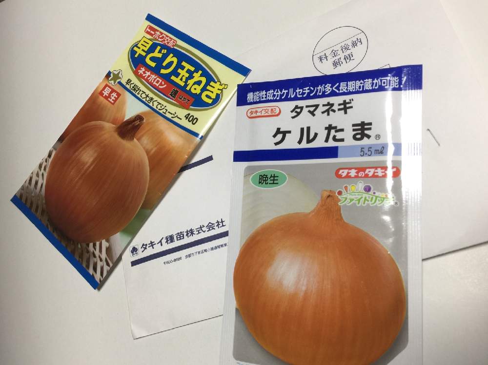 小さな庭の画像 by てんとう虫さん | 小さな庭とタマネギ♪とキュンキュン乙女倶楽部と500picと自己満足とマイガーデンと成長中と庭いじりと植中毒と家庭菜園奮闘日記とタキイ