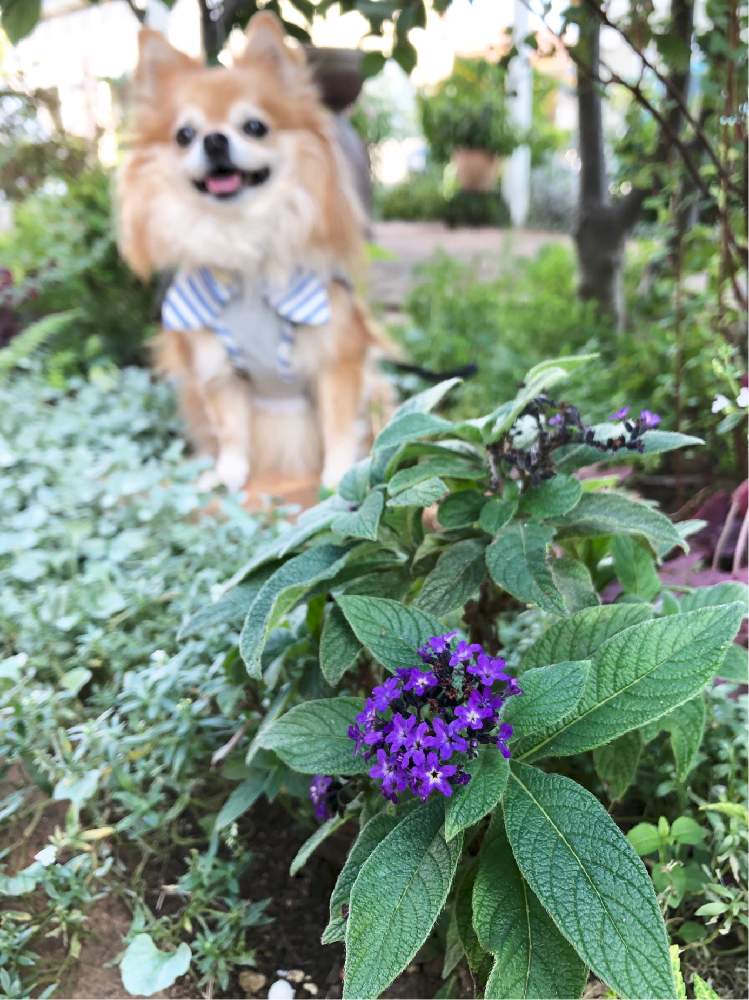 の画像 by yossyさん | ヘリオトロープとくつろぎの庭と花のある暮らしと香水の花と見切り品救出と紫いろ