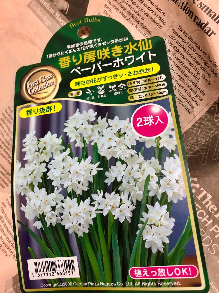 小さな庭の画像 by 花Taeさん | 小さな庭と秋植え球根と花のある暮らしと欲しかったペーパーホワイト