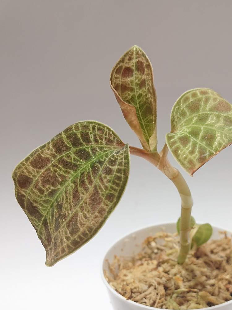 部屋の画像 by ぐりぐりさん | 部屋とジュエルオーキッド マコデスペトラと観葉植物とno green no lifeとわが家の観葉植物❢とみどりのある暮らし