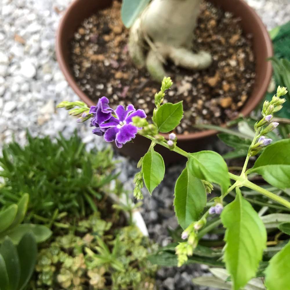 小さな庭の画像 by ぶぶさん | 小さな庭とデュランタとムラサキの花と日当たり良好と花のある暮らしと小さな花と初めての夏越し