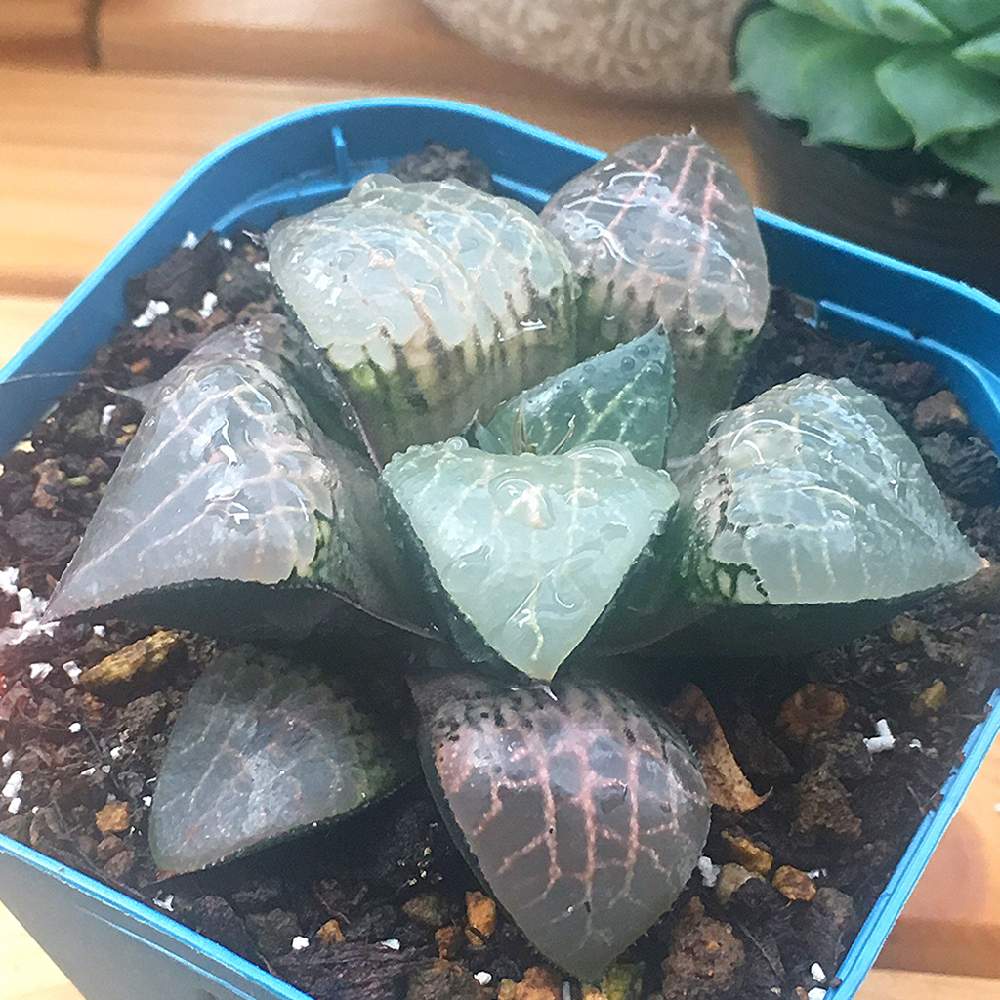 お出かけ先の画像 by angeloさん | お出かけ先と多肉植物とangelo succulentと可愛い多肉と高級多肉植物とハオルチア属と初心者多肉と多肉屋と美しい多肉植物とインスタグラム angeloと相談と面白い多肉と多肉植物とサボテンとアンジェロ多肉とcute succulentとハオルチア・阿寒湖とHaworthia とEcheveriaとangeloとsucculent